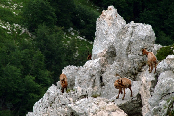 Camoscio d''Abruzzo Rupicapra pyrenaica ornata